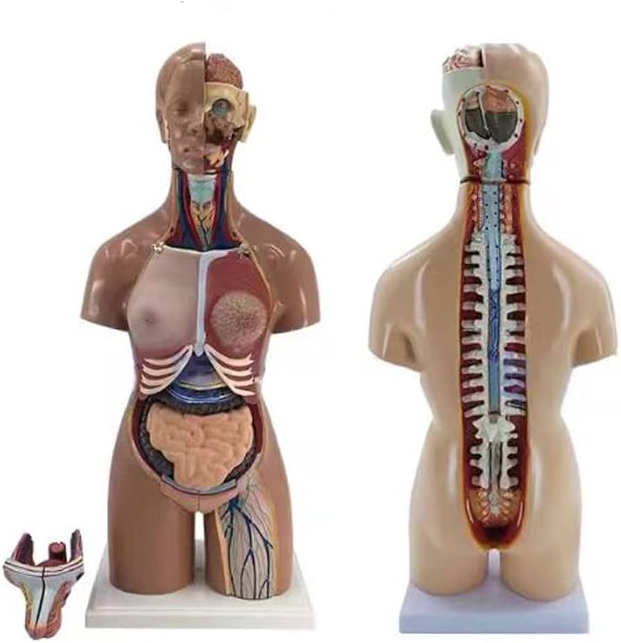 Amazon.co.jp: 55 センチメートルバイセクシュアル胴体人体解剖学